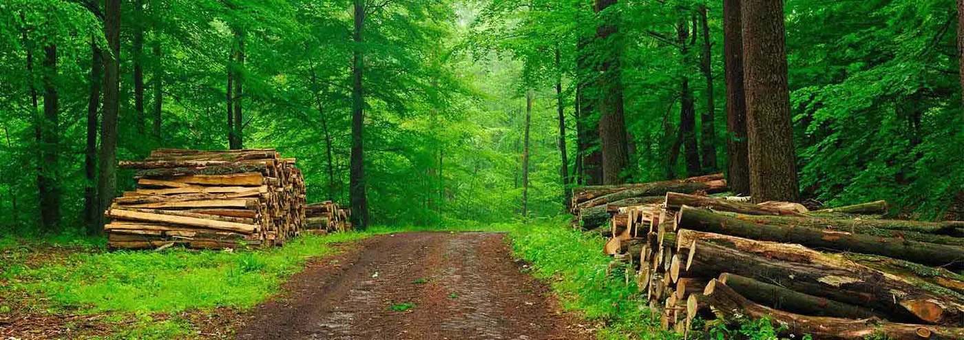 Timber Merchants in Kent